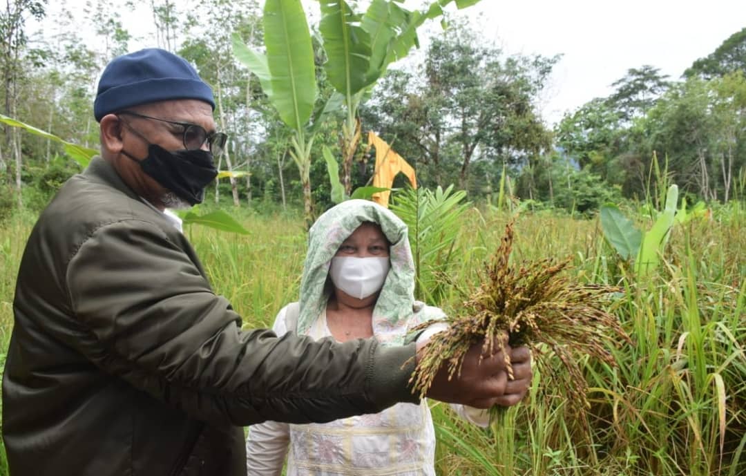 阿末纳兹兰:原住民种高山稻 而连突可打造渔米之乡