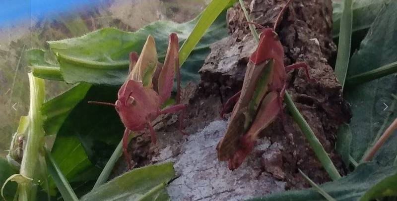 隐性基因！ 他抓到粉红色蚱蜢 乍看以为是鱼饵