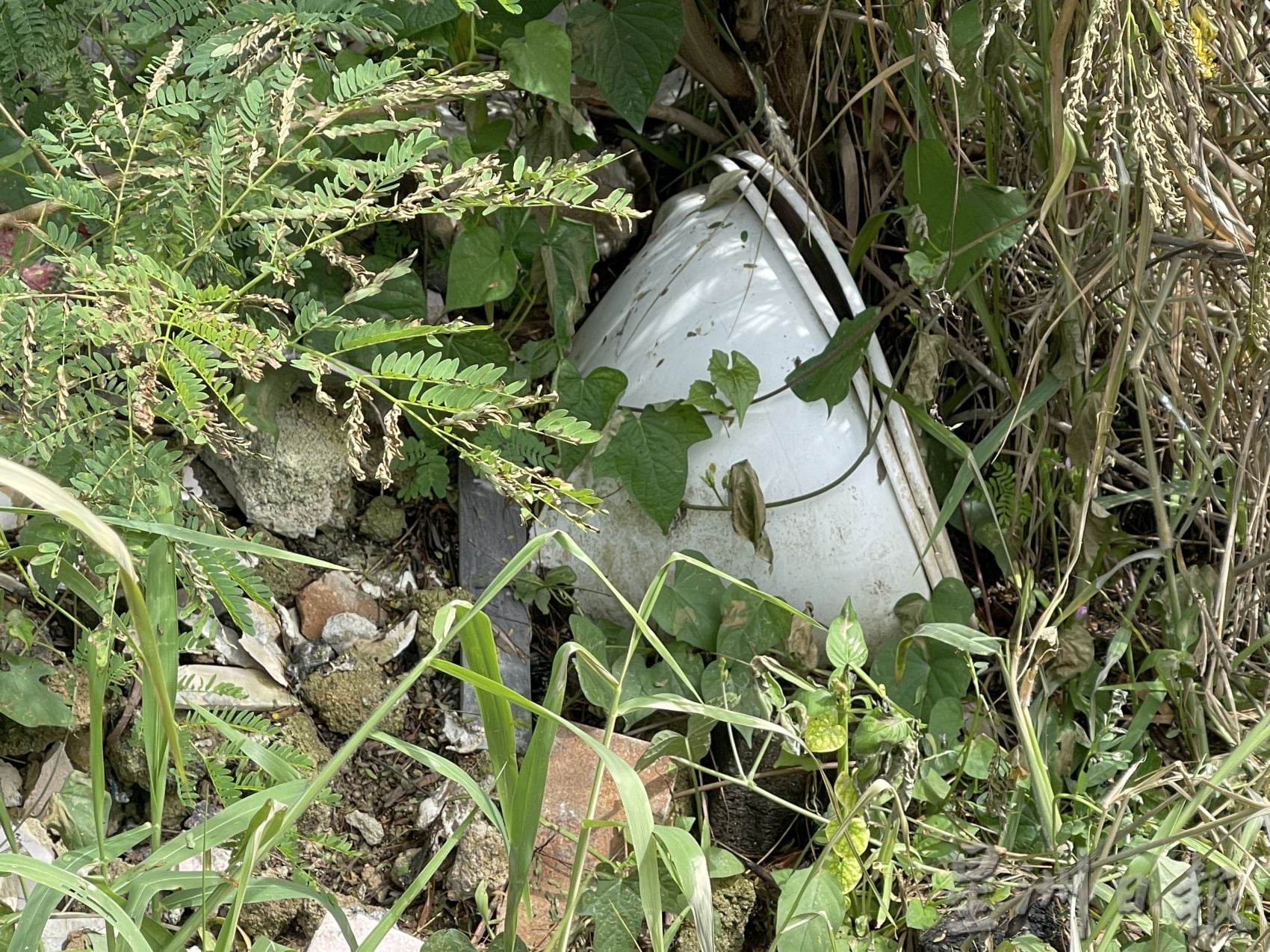 默迪卡再也花园污水处理站 空地沦非法垃圾场