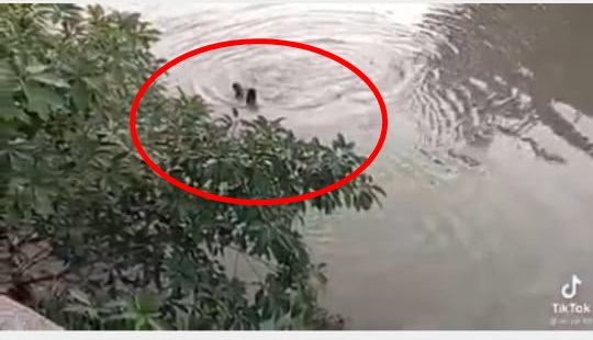 (全国版)跳河救人的新郎,获吉打州消拯局颁发表扬状,赞扬他英勇救人的举动。