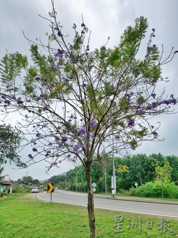 （古城封面副文）紫色梦幻的蓝花楹开花