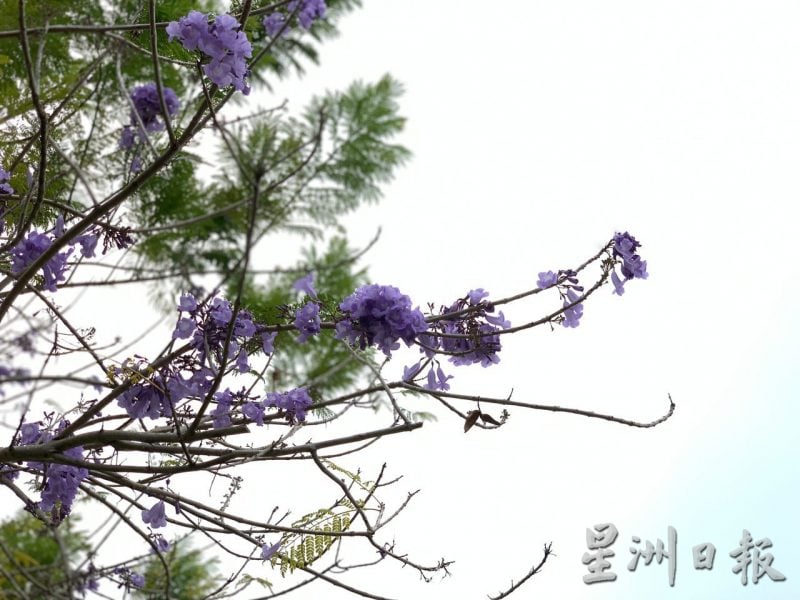(古城封面副文)紫色梦幻的蓝花楹开花