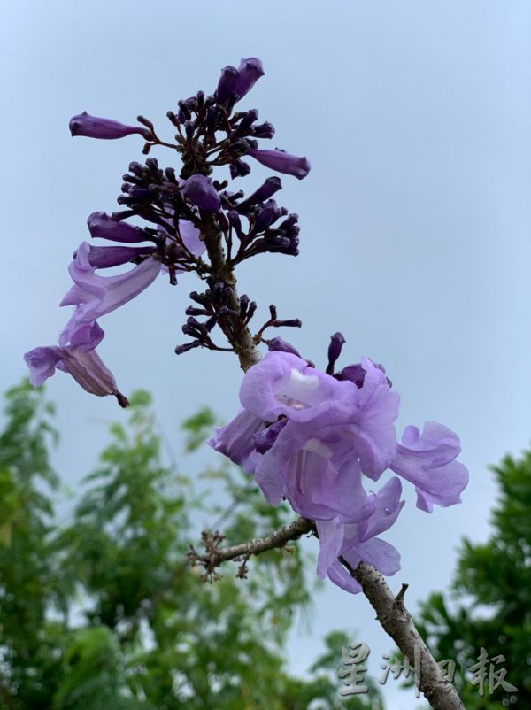 （古城封面副文）紫色梦幻的蓝花楹开花