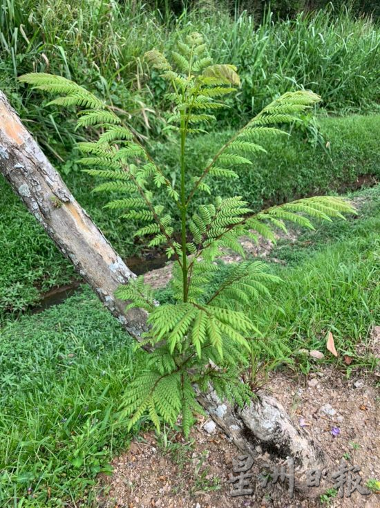 （古城封面副文）紫色梦幻的蓝花楹开花
