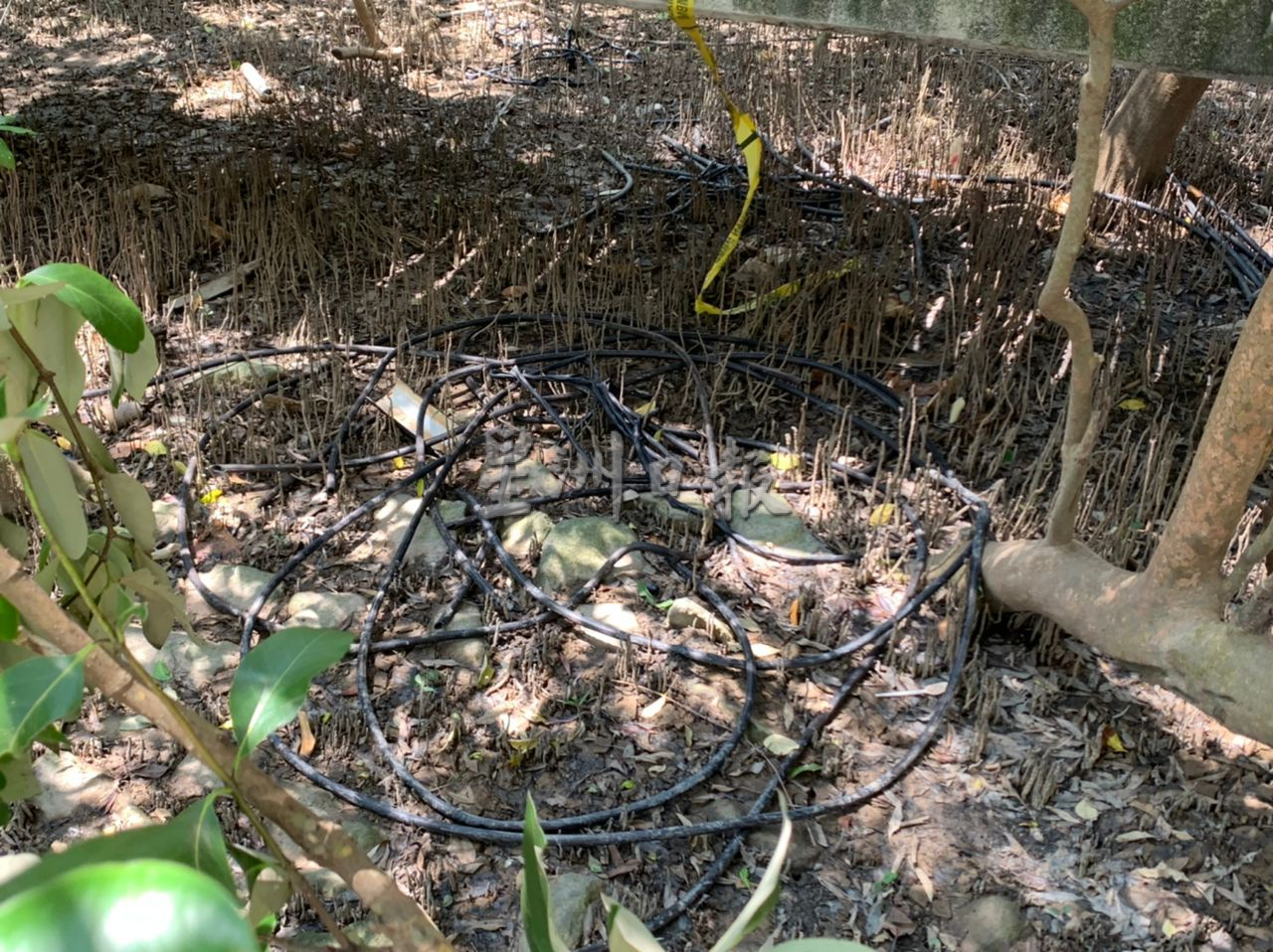 (古城第二版主文)海龙宫电缆被偷 毛贼后方木桥削电缆取铁铜丝