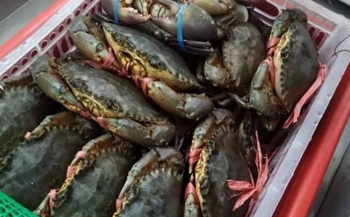 “大大只肥美螃蟹照” 让主妇一夜被盗提近6千