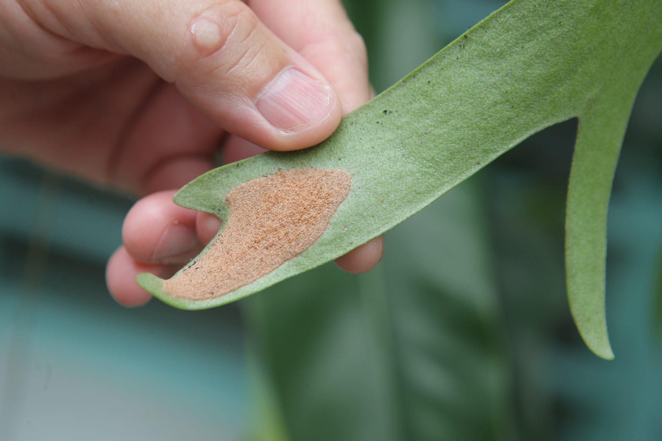 ★4月11日刊登／大霹雳封底主文／【农的传人】／了解属性选对介质好种花 打造专属园艺小天地