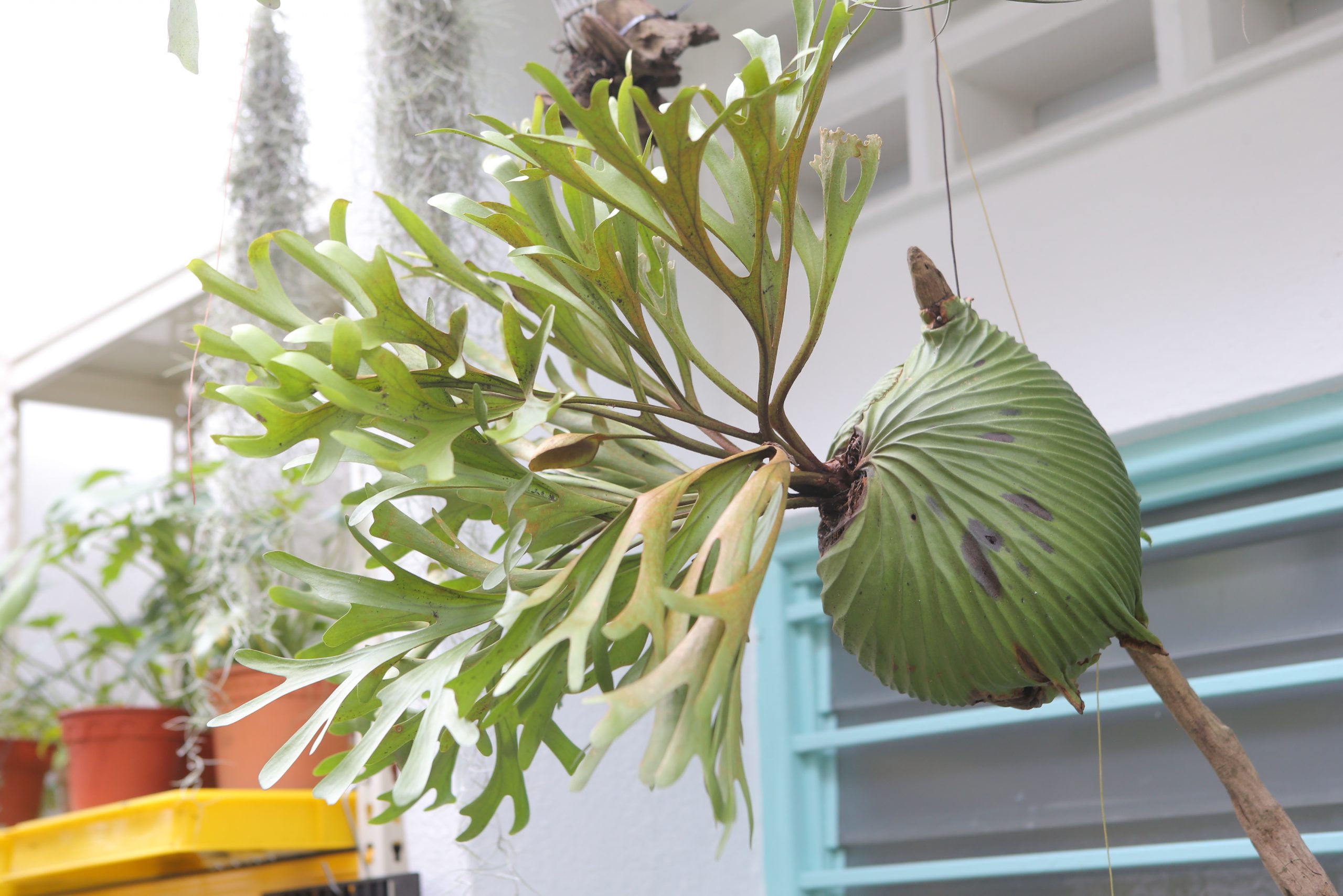 ★4月11日刊登／大霹雳封底主文／【农的传人】／了解属性选对介质好种花 打造专属园艺小天地