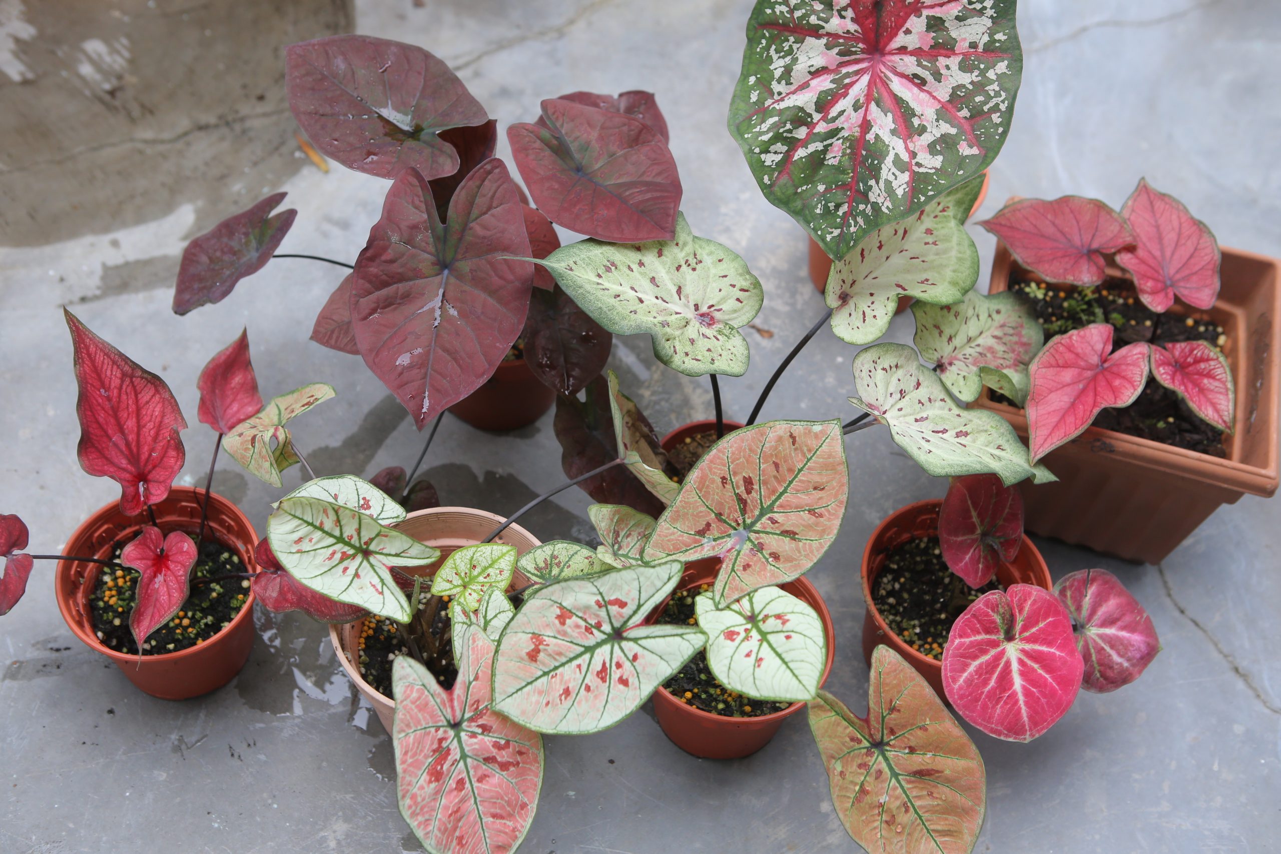 ★4月11日刊登／大霹雳封底主文／【农的传人】／了解属性选对介质好种花 打造专属园艺小天地