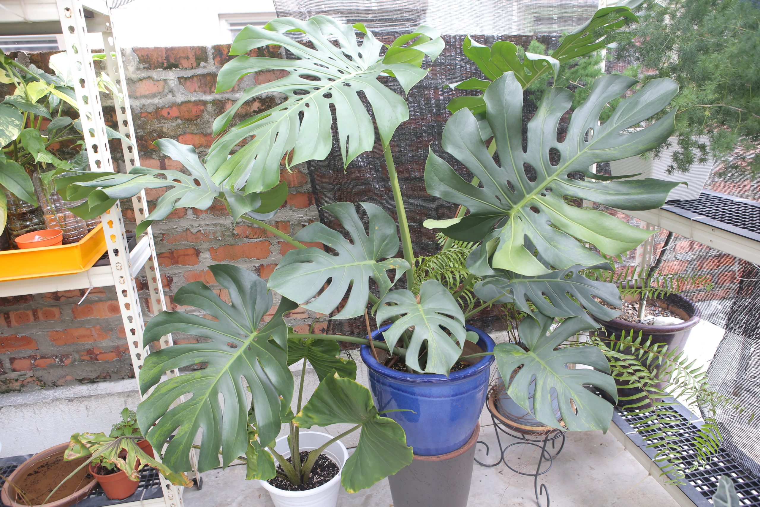 ★4月11日刊登／大霹雳封底主文／【农的传人】／了解属性选对介质好种花 打造专属园艺小天地