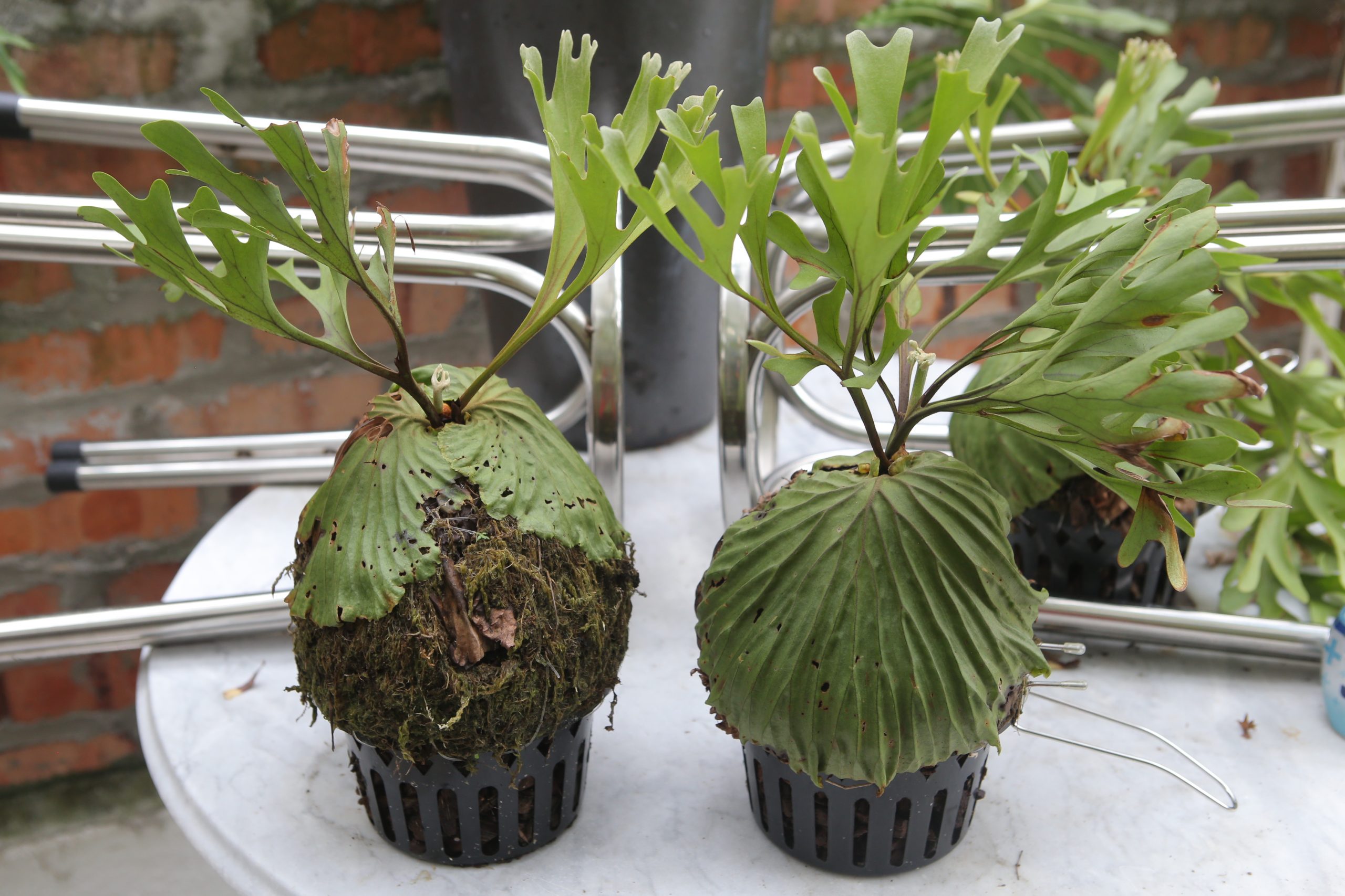 ★4月11日刊登／大霹雳封底主文／【农的传人】／了解属性选对介质好种花 打造专属园艺小天地