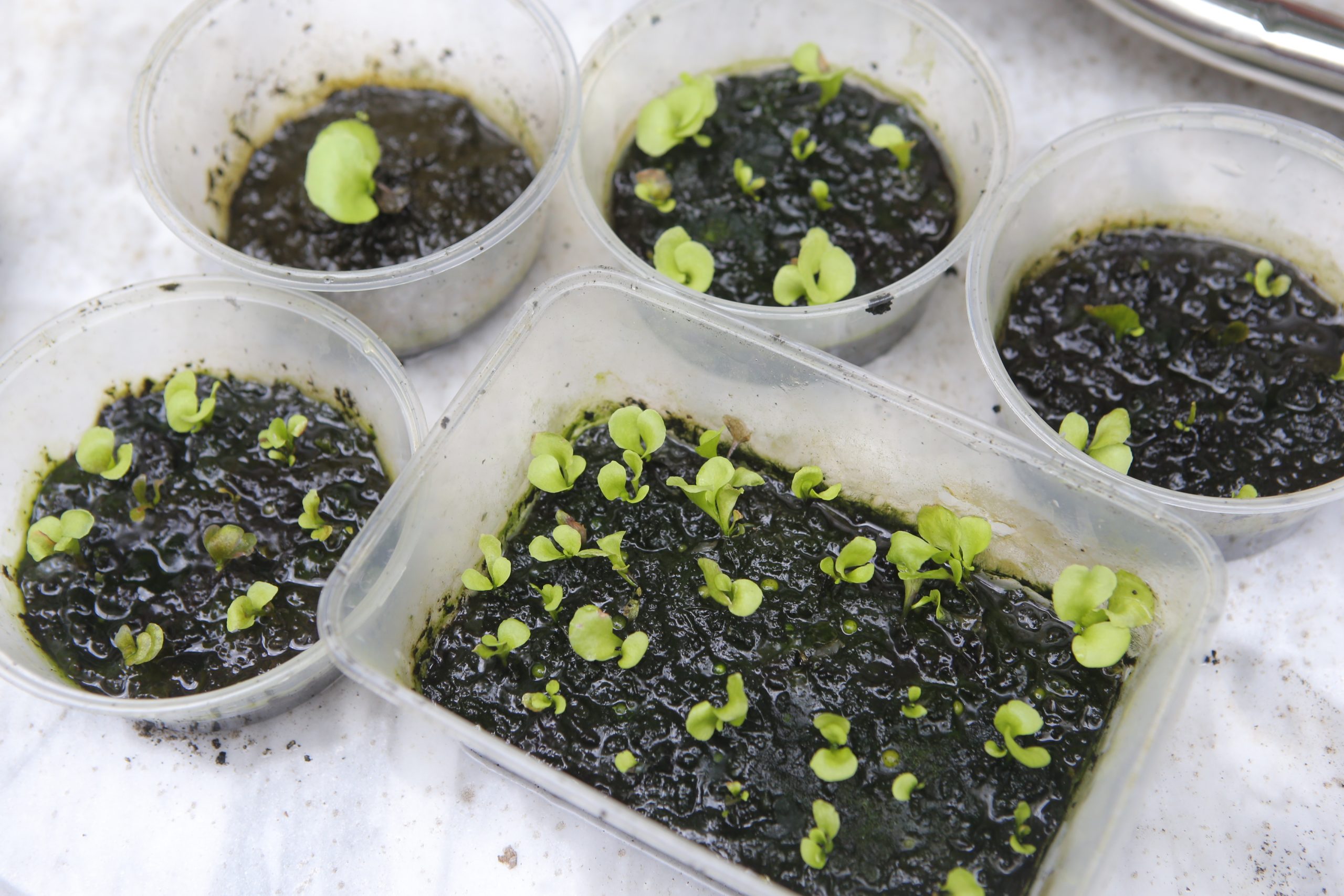 ★4月11日刊登／大霹雳封底主文／【农的传人】／了解属性选对介质好种花 打造专属园艺小天地