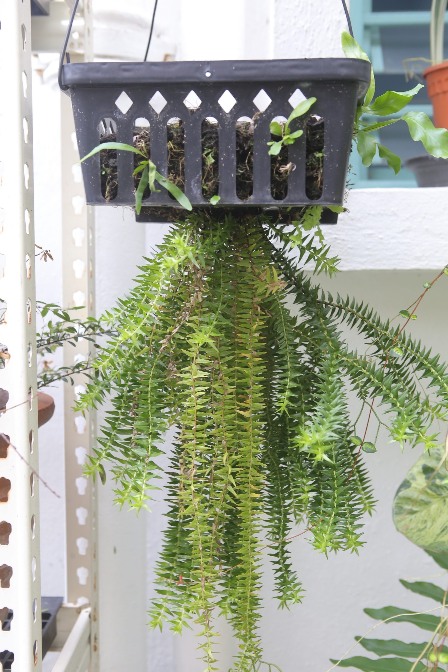 ★4月11日刊登／大霹雳封底主文／【农的传人】／了解属性选对介质好种花 打造专属园艺小天地