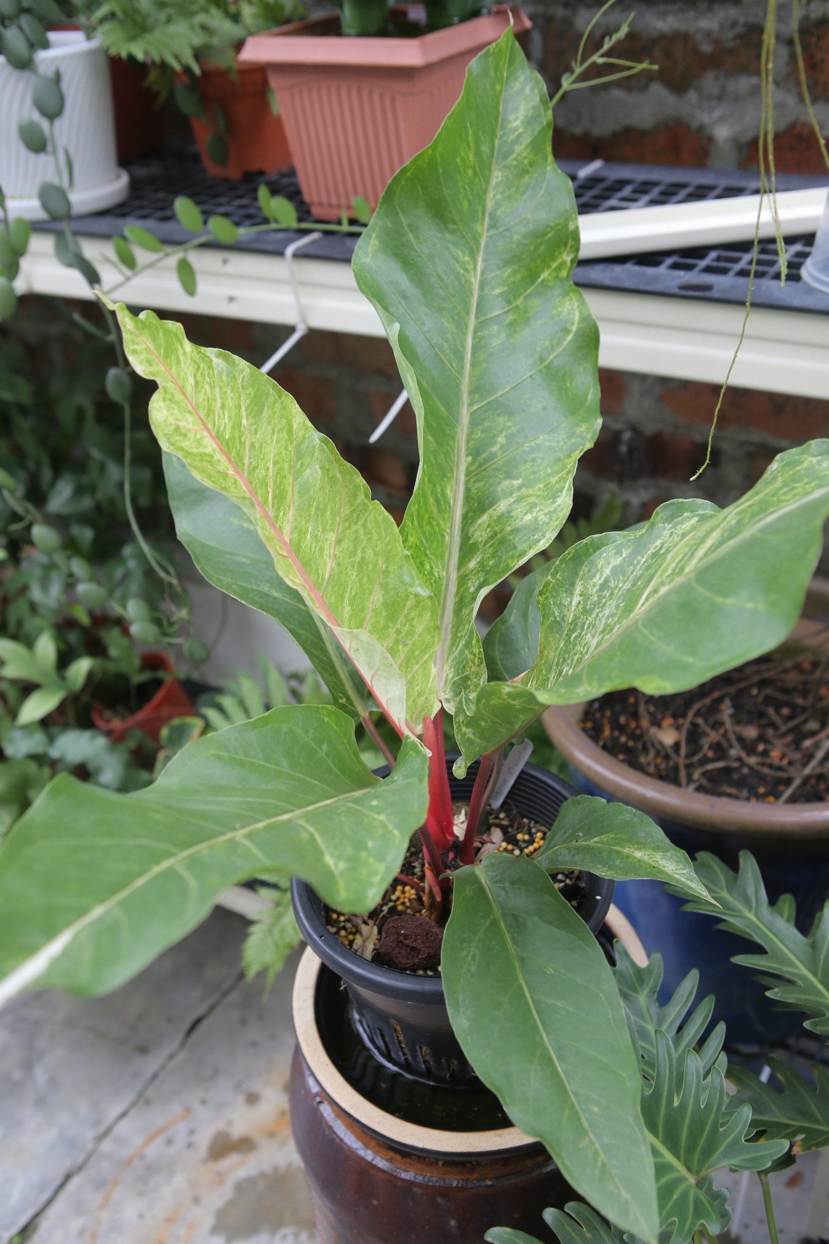 ★4月11日刊登／大霹雳封底主文／【农的传人】／了解属性选对介质好种花 打造专属园艺小天地