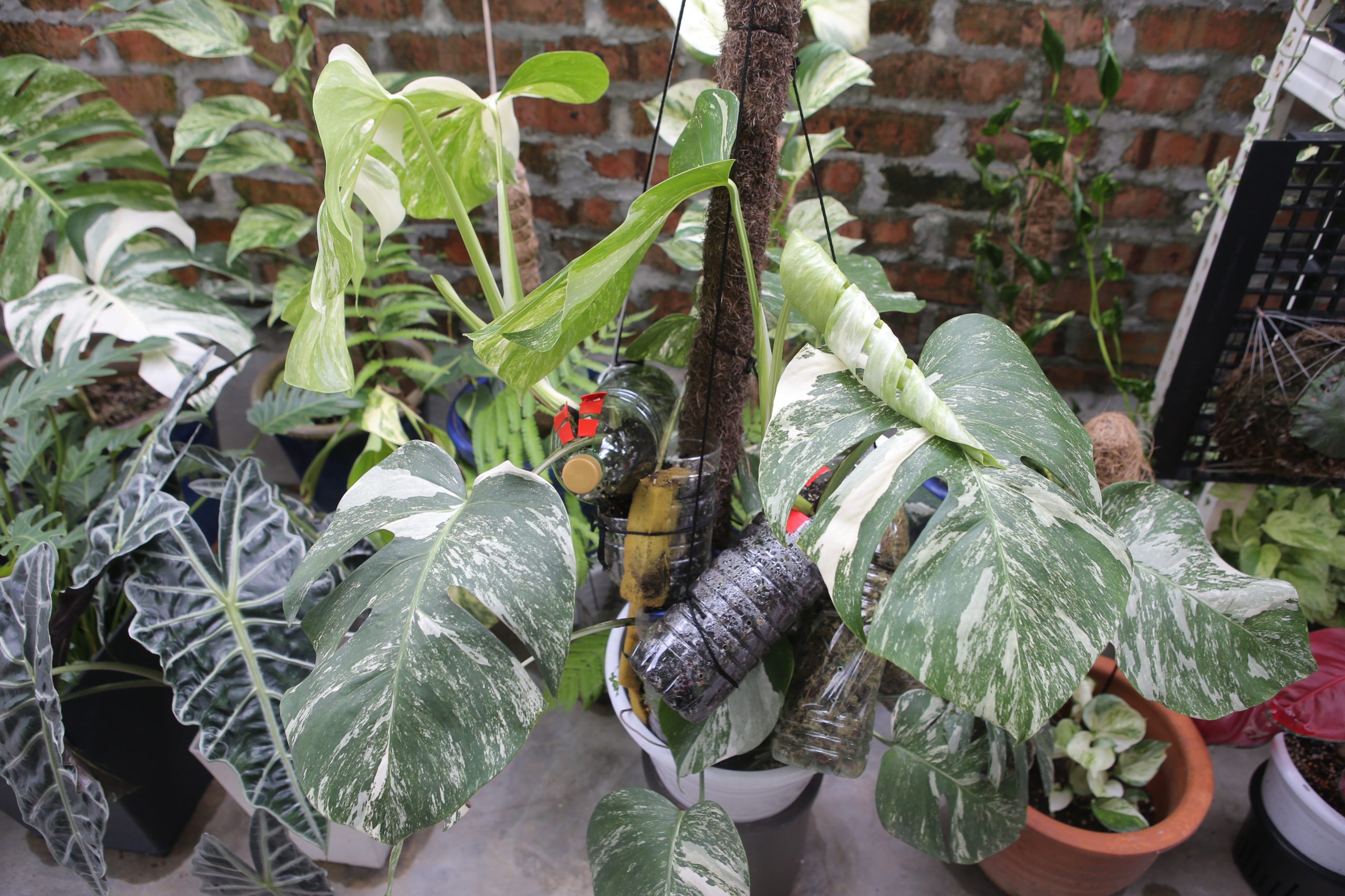 ★4月11日刊登／大霹雳封底主文／【农的传人】／了解属性选对介质好种花 打造专属园艺小天地