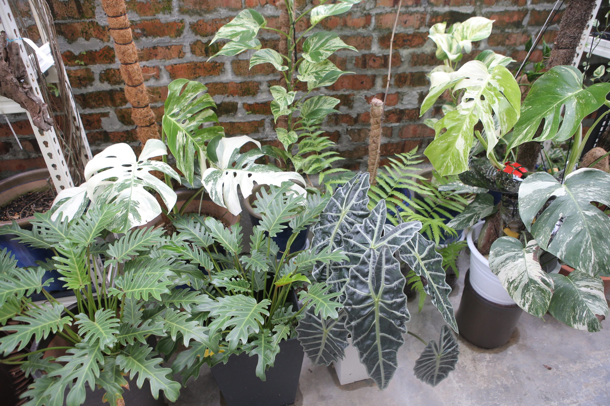 ★4月11日刊登／大霹雳封底主文／【农的传人】／了解属性选对介质好种花 打造专属园艺小天地