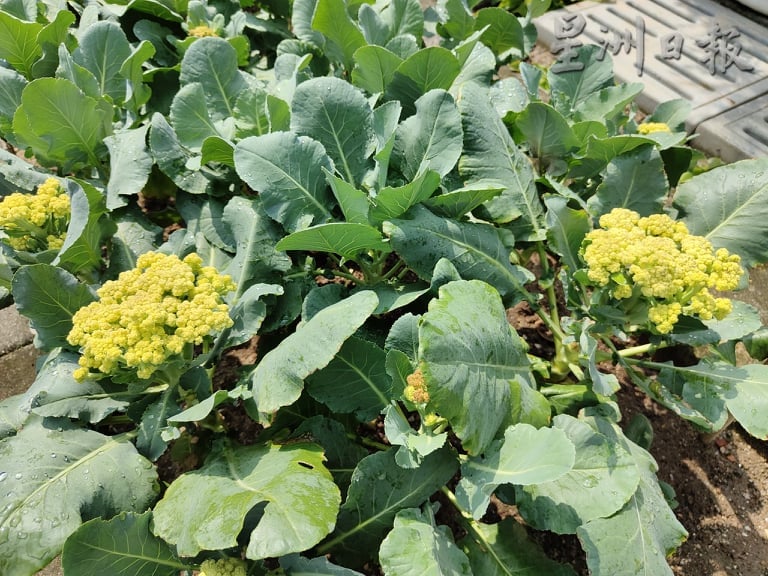 ★4月18日刊登/大霹雳封底主文/【农的传人】/芥兰花