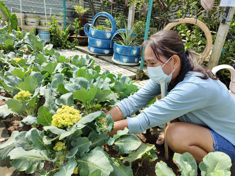 ★4月18日刊登/大霹雳封底主文/【农的传人】/芥兰花