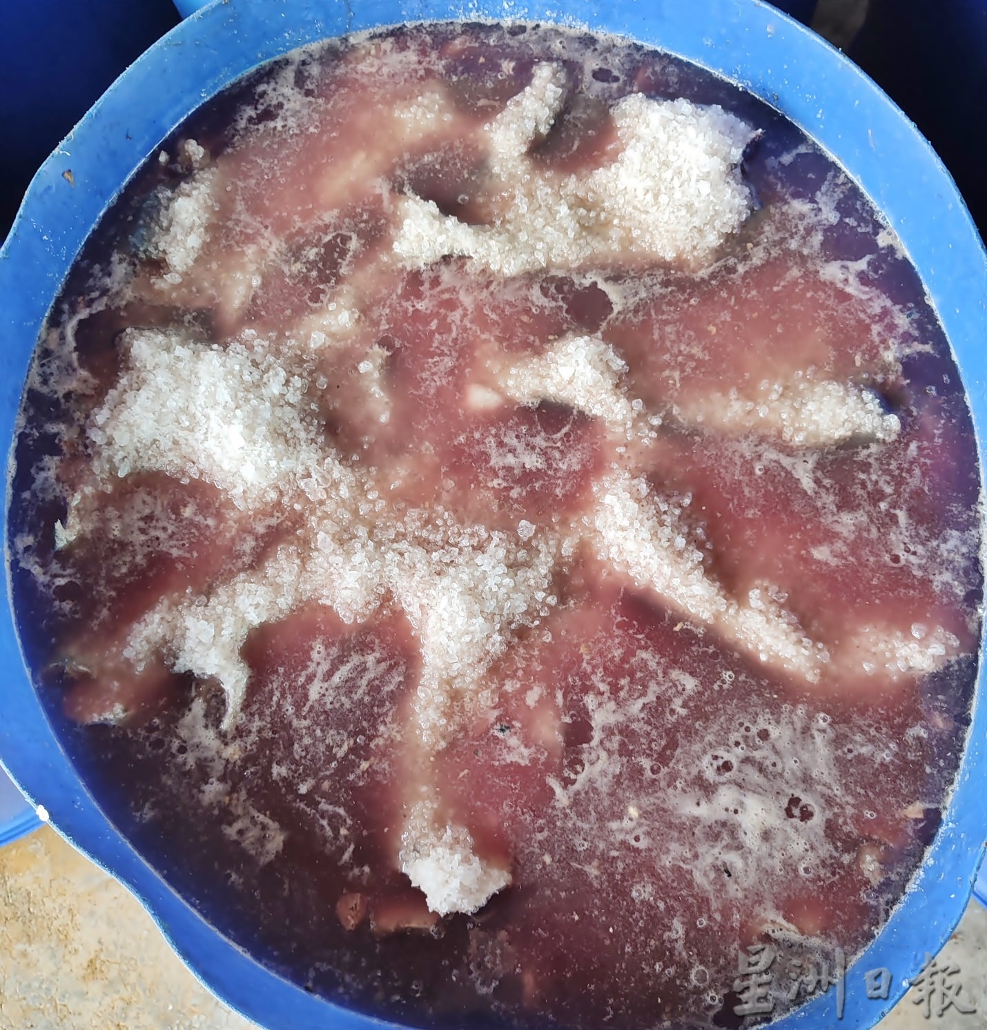 ★4月4日刊登／大霹雳封底主文／【农的传人】／古老美食流传今 咸鱼翻身为佳肴 