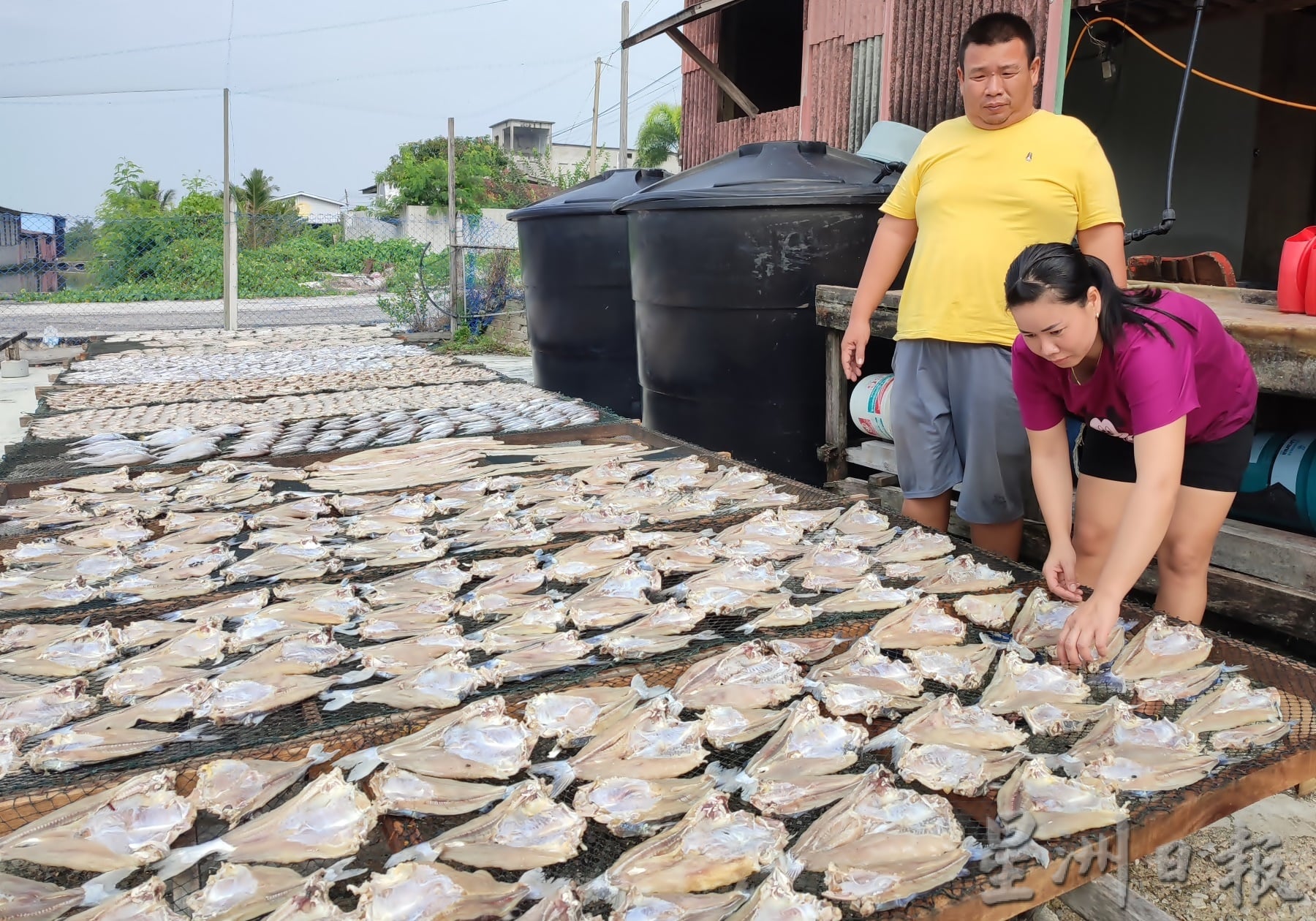 ★4月4日刊登／大霹雳封底主文／【农的传人】／古老美食流传今 咸鱼翻身为佳肴 