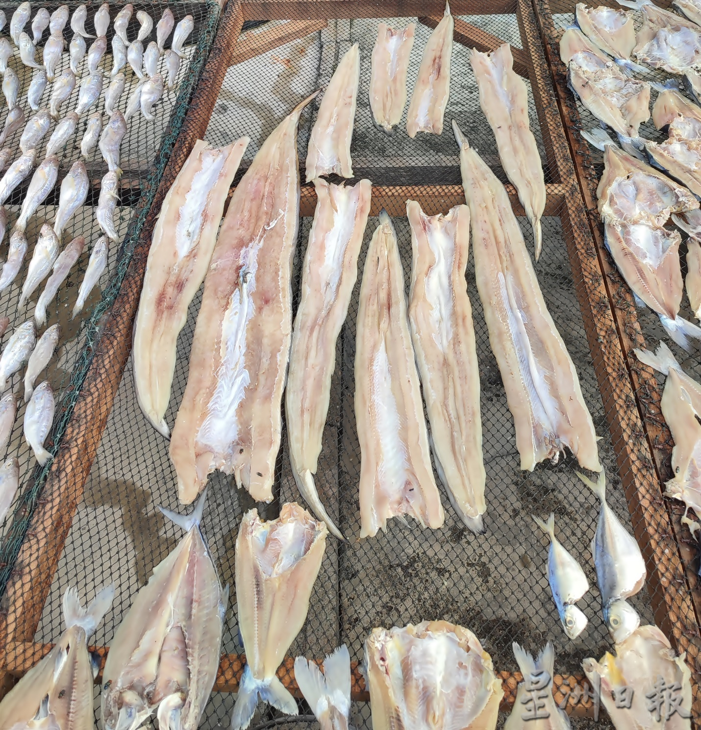 ★4月4日刊登／大霹雳封底主文／【农的传人】／古老美食流传今 咸鱼翻身为佳肴 