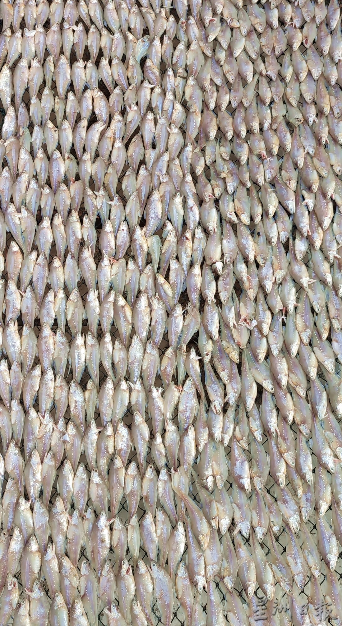 ★4月4日刊登／大霹雳封底主文／【农的传人】／古老美食流传今 咸鱼翻身为佳肴 