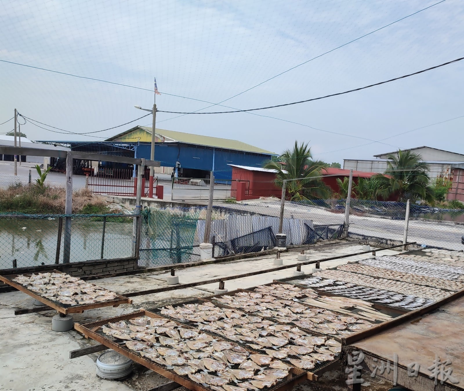 ★4月4日刊登／大霹雳封底主文／【农的传人】／古老美食流传今 咸鱼翻身为佳肴 