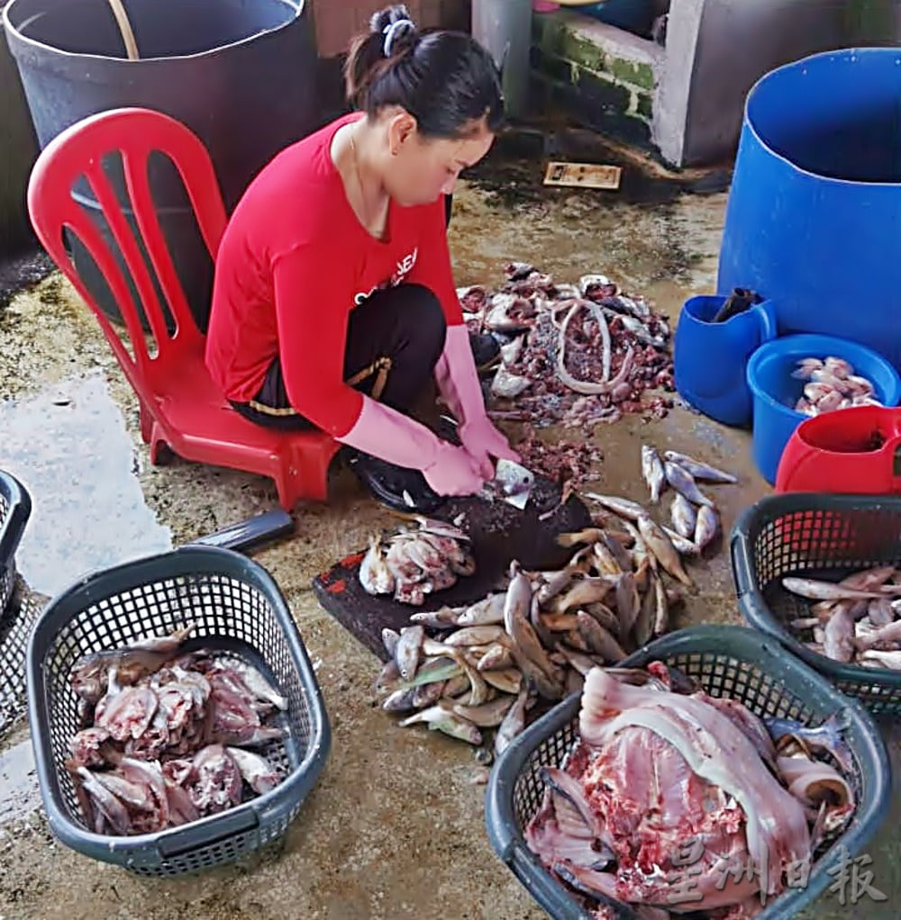 ★4月4日刊登／大霹雳封底主文／【农的传人】／古老美食流传今 咸鱼翻身为佳肴 