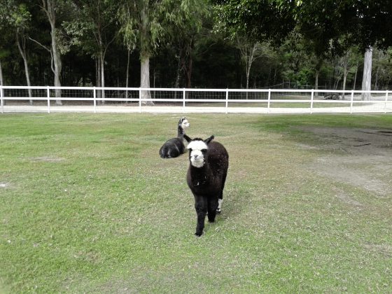 【澳洲】不上天下水!探索黄金海岸不一样的魅力