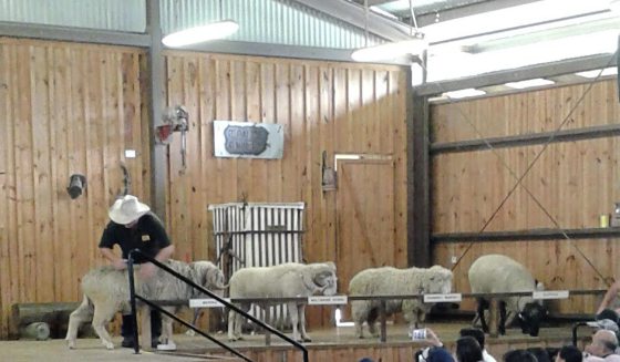 【澳洲】不上天下水!探索黄金海岸不一样的魅力