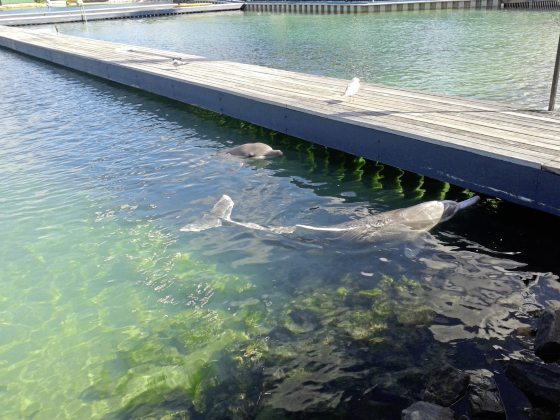 【澳洲】不上天下水!探索黄金海岸不一样的魅力