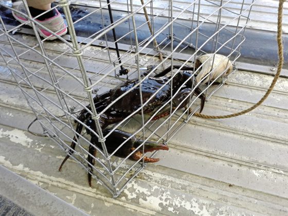 【澳洲】不上天下水!探索黄金海岸不一样的魅力