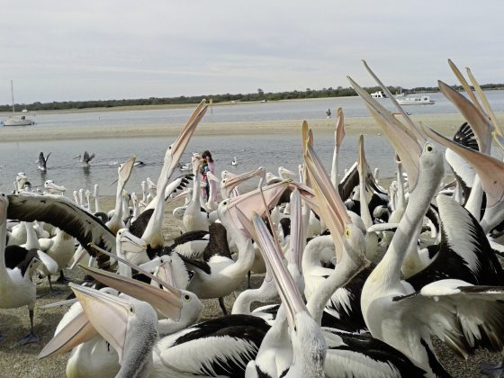 【澳洲】不上天下水!探索黄金海岸不一样的魅力