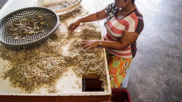 【认识江鱼仔02】江鱼仔怎么选？观闻摸3招识好货