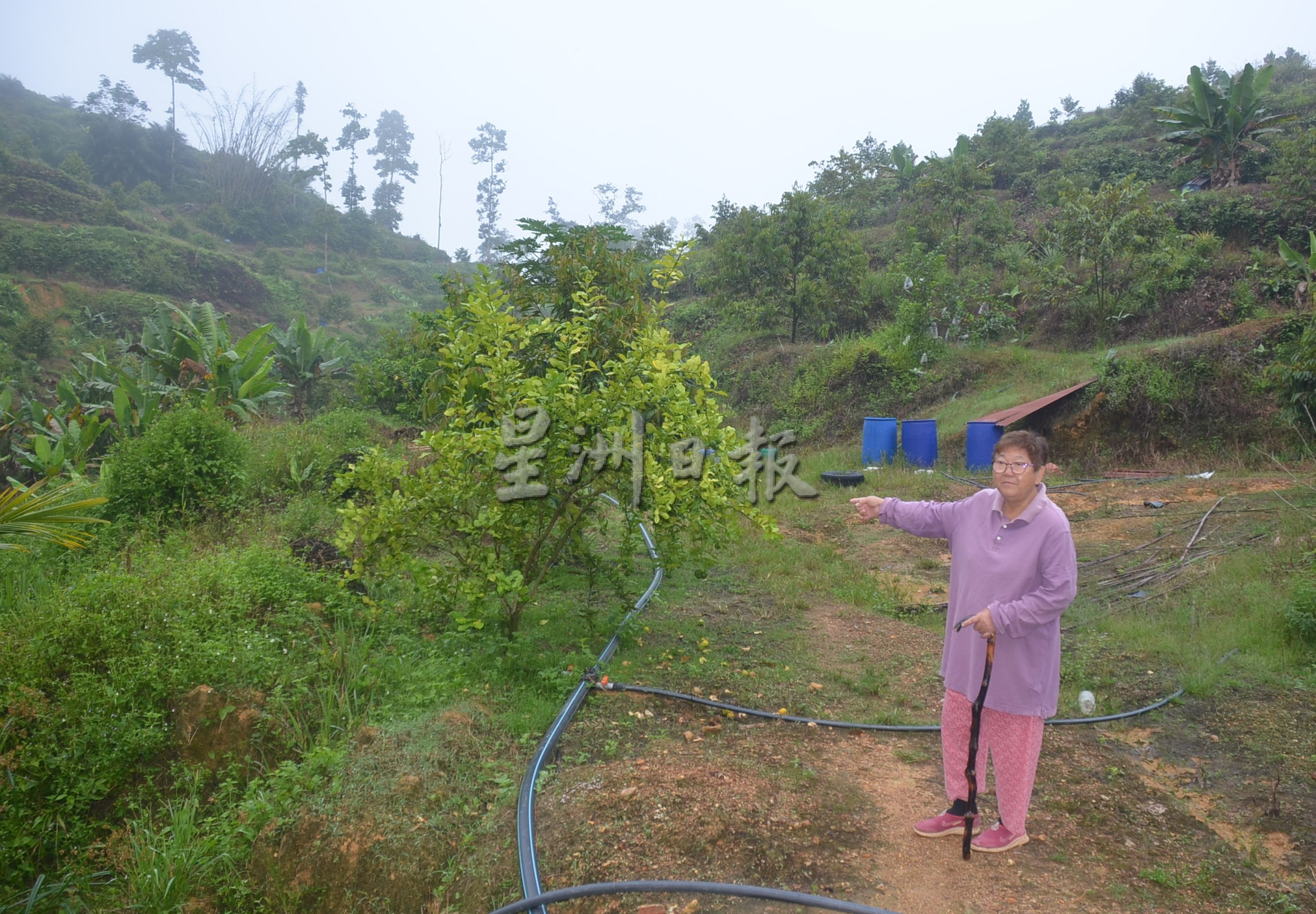 东游记 | 李亚英70岁打造世外桃源 老来实现果园梦想