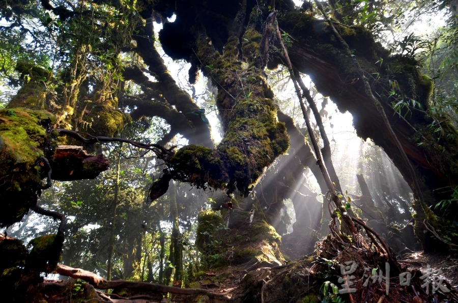 东:彭森林局暂时关闭苔藓森林8天进行道路维修工程