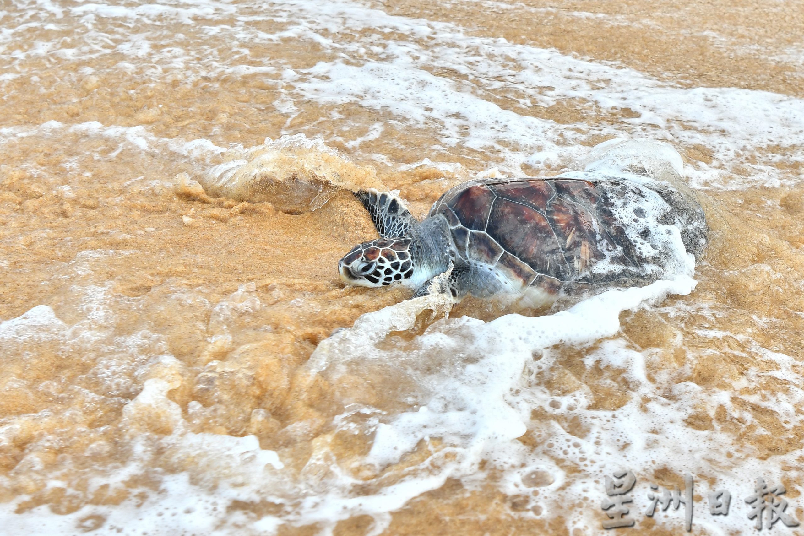 东:登州放海龟回到大海