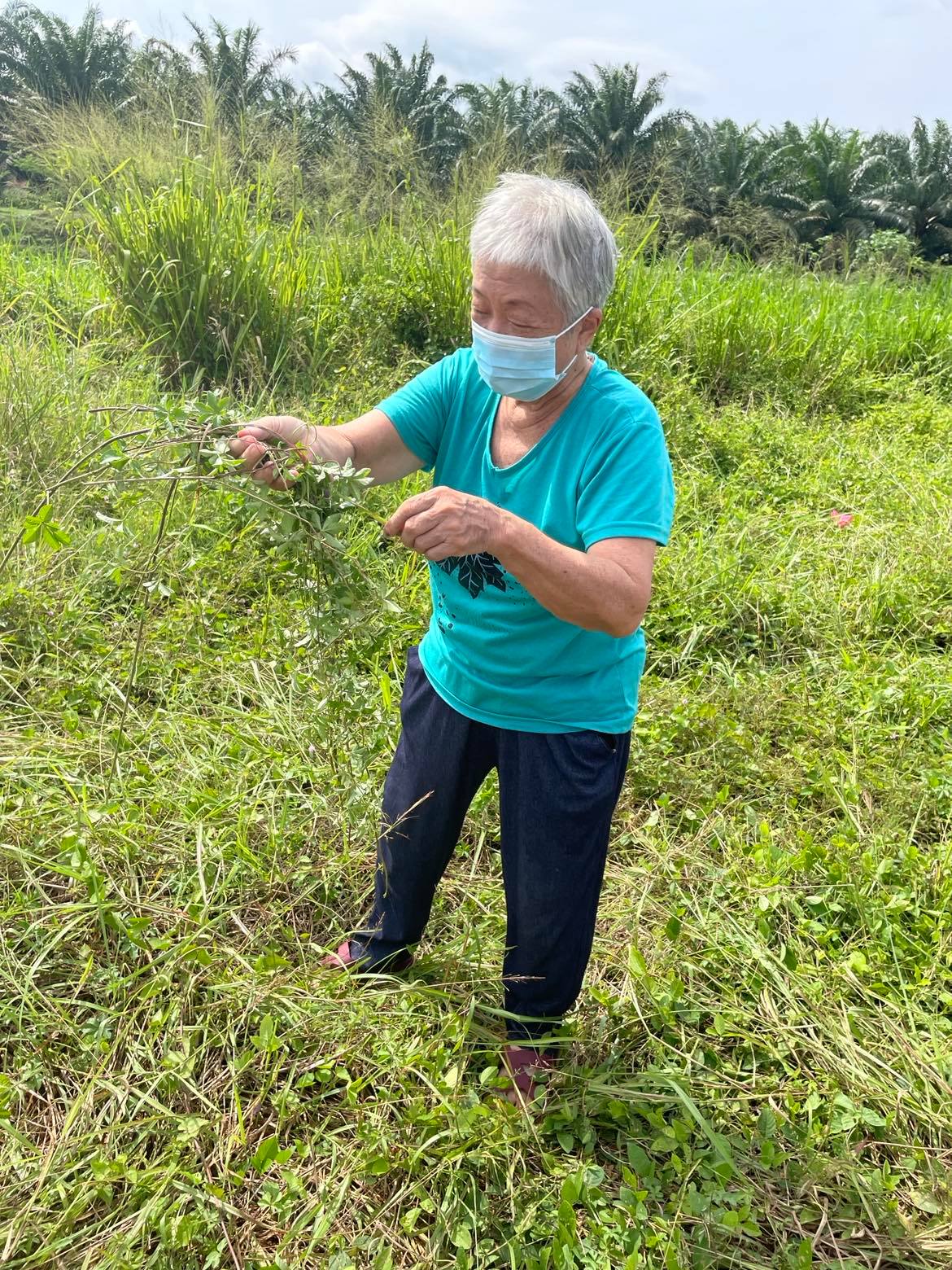 交大都会:有故事的人(4月19日见报):封庆容热衷习传统草药药理