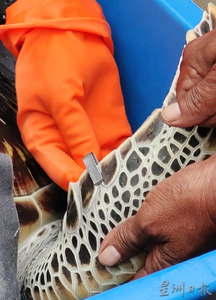 供FB/森渔业局首施“海龟标签”追踪系统,为保育海龟迈出新里程碑