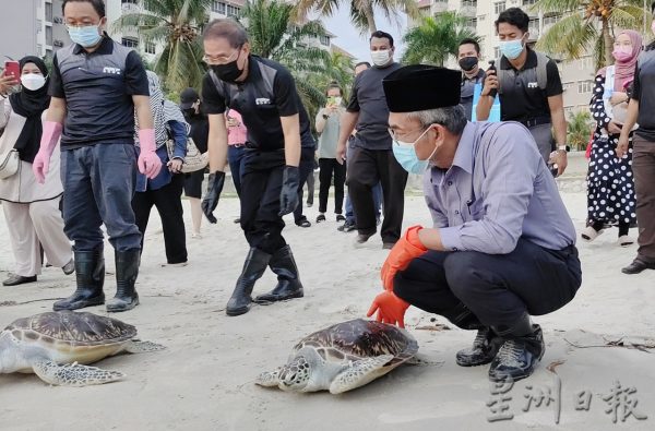 供FB/森渔业局首施“海龟标签”追踪系统,为保育海龟迈出新里程碑