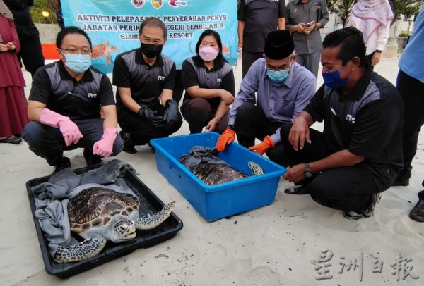 供FB/森渔业局首施“海龟标签”追踪系统,为保育海龟迈出新里程碑