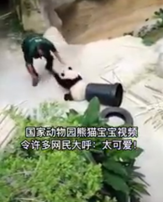 功夫熊猫大战管理员·网民：太可爱！