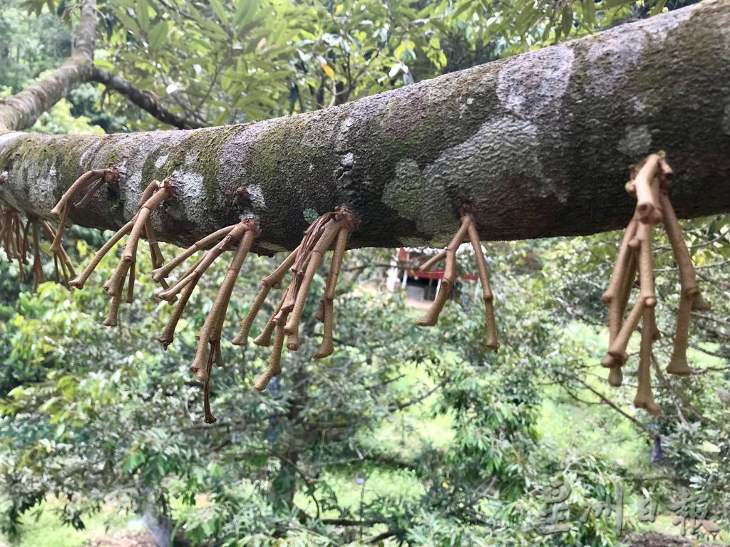 大霹雳时事焦点/花蕾遭大雨量打落凋零 猫山王榴梿产量料骤减
