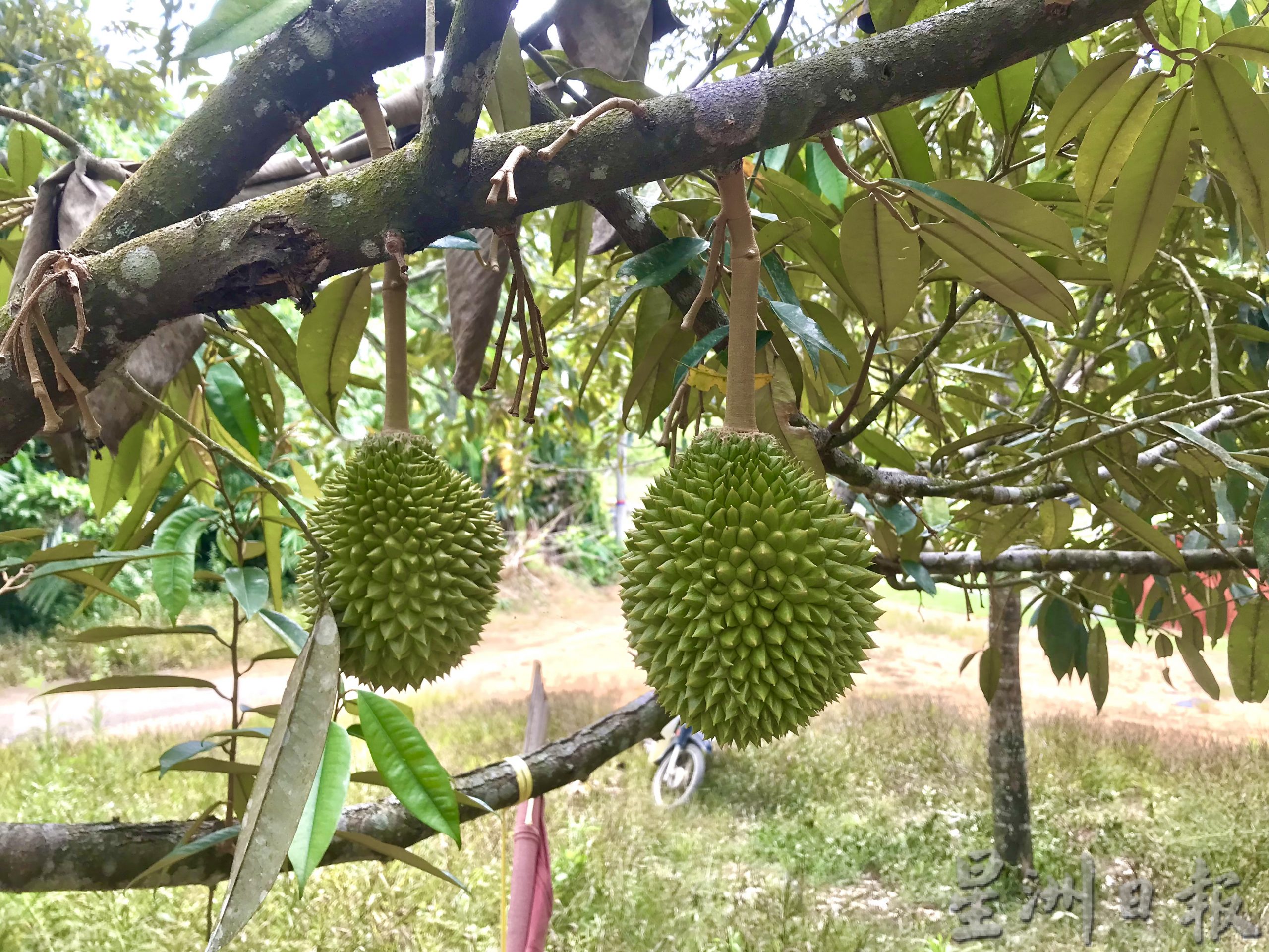 大霹雳时事焦点/花蕾遭大雨量打落凋零 猫山王榴梿产量料骤减