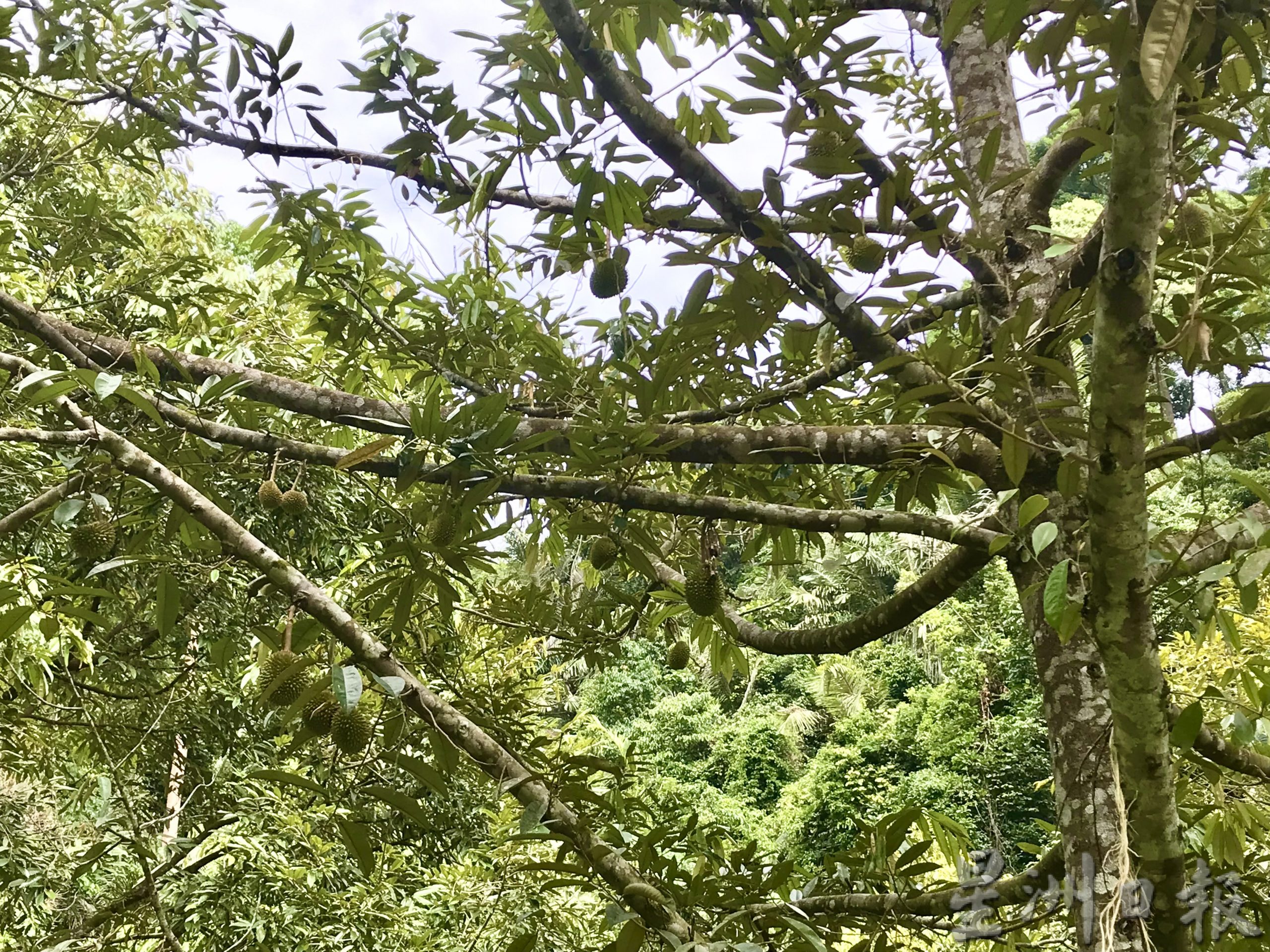 大霹雳时事焦点/花蕾遭大雨量打落凋零 猫山王榴梿产量料骤减