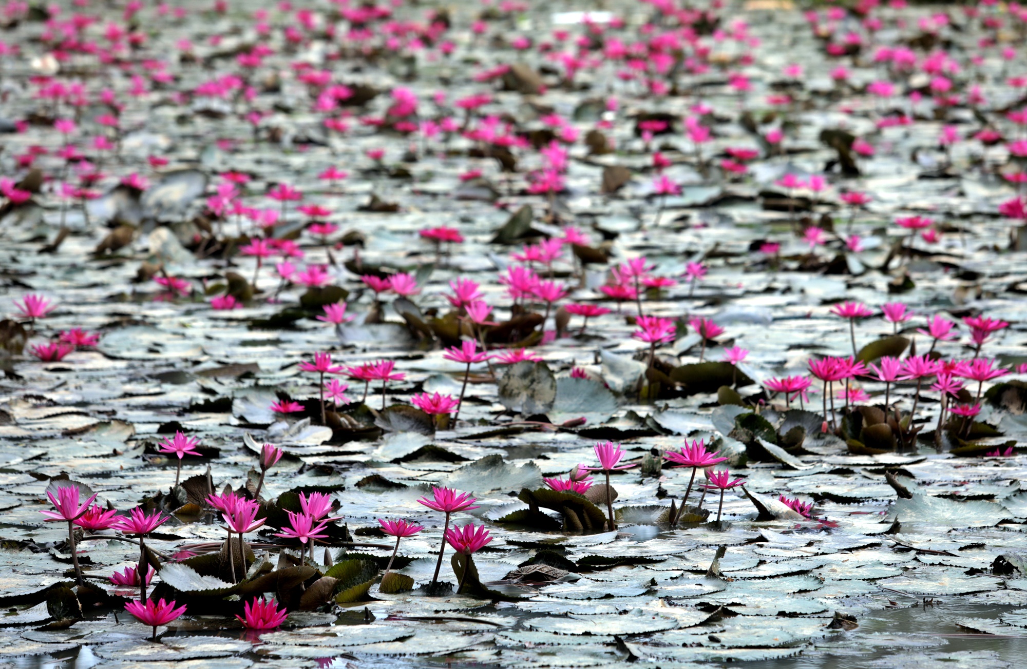 封面主文(大都会)黄思汉巡视蒲种公主城城市公园/5图
