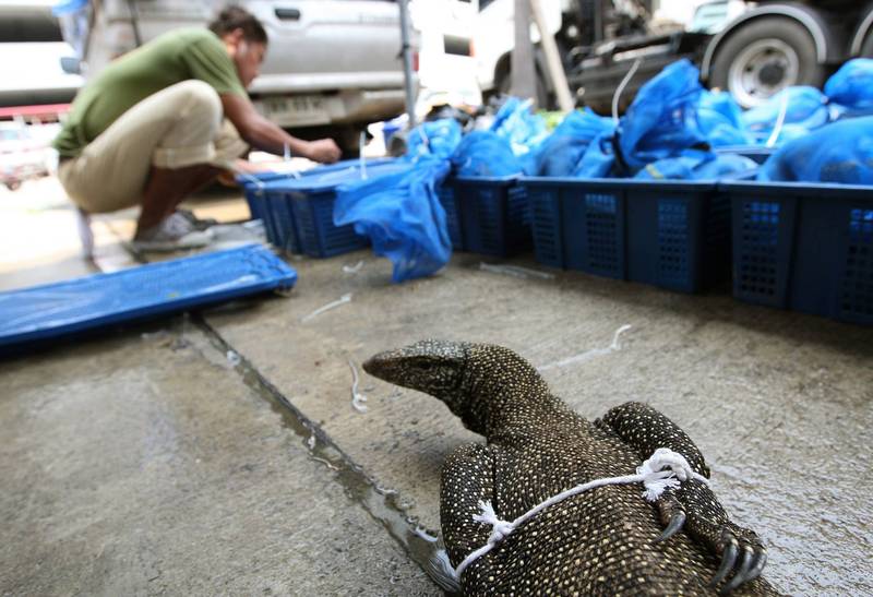 拚图2图／印度4人性侵孟加拉巨蜥 官员不敢置信痛批“变态”