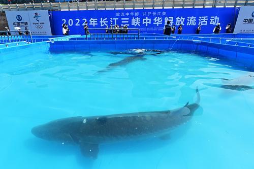 拼盘/23万尾中华鲟放归长江