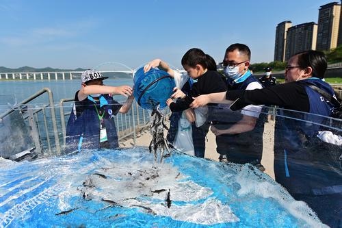 拼盘/23万尾中华鲟放归长江