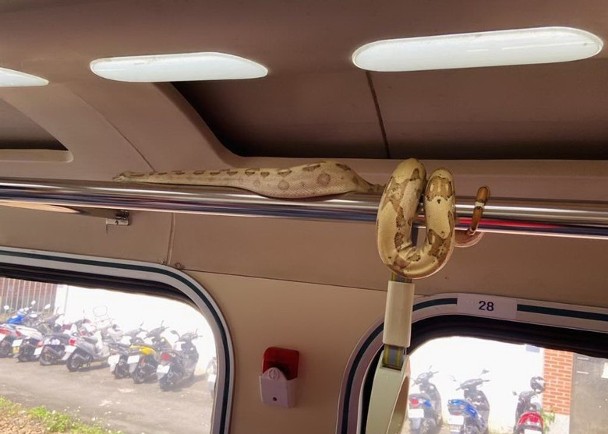 拼盘/台铁列车惊到逾1公尺虹尾蚺 乘客紧急疏散